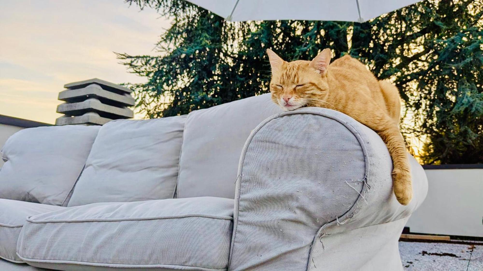 Bed and Breakfast The Luxory Cat Milán Exterior foto